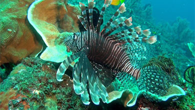 Gracile & poisonous - nice lionfish