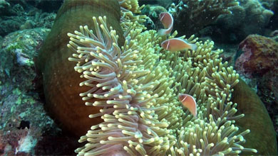 Pink skunk clownfish in front of Bali