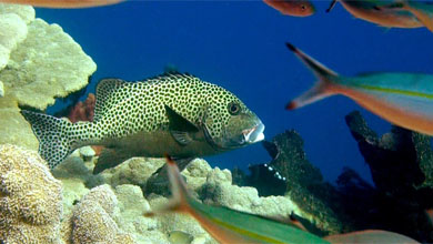 Harleqiun-Sweetlips in colorful reef