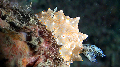 Nice nudibranch Halgerda Malesso