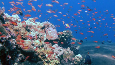 Coral reefs - important ecosystem
