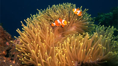 Wunderschönes Korallenriff vor Kubu auf Bali