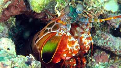 Intelligent and colourful - mantis shrimp