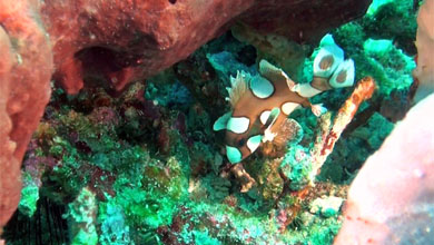 Juvenile Harlequin-Süsslippe ständig in Bewegung