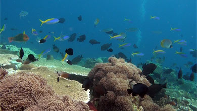 Reefs Indonesia, largest biodiversity