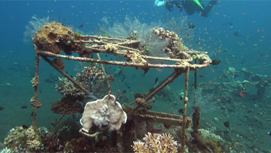 Artificial reefs are gladly accepted