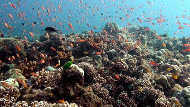 Lebhaftes Korallenriff mit tausenden von Riffbarschen