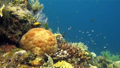 Lively coral reef of northeast Bali