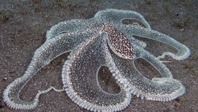 Langarm Oktopus der Lembeh-Strait - Longarm Octopus
