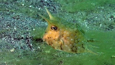 Langhorn Kuhfisch - Boxfish