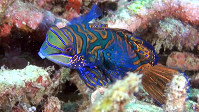 Wonderful Mandarinfish of Lembeh-Strait