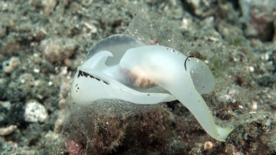 Nudibranche Chelidonura Electra