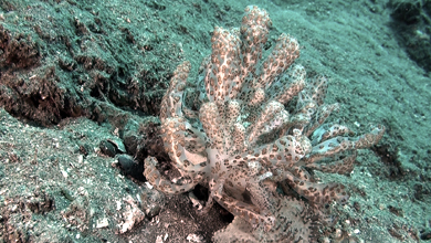 Spektakuläre Nacktschnecke Phyllodesmium Longicirrum