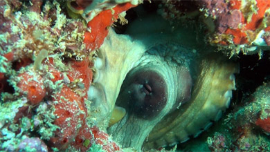 Octopus hidden in the reef