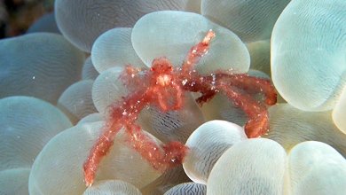 Orang-Utan crab -extremely hairy