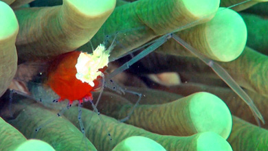Mushroom coral shrimp - Cuapetes kororensis