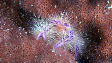 Pink hairy squat lobster on sponge (Lauriea siagiani)