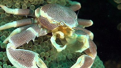 Porzellankrebse leben meist auf Anemonen