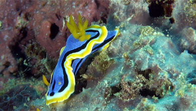 Prachtsternschnecke Chromodoris Annae vor Donggala