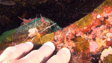 Cleaner shrimp remove parasites