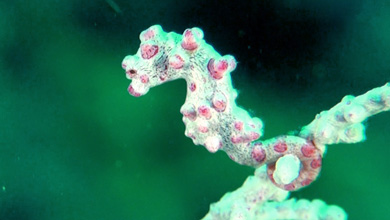 Pygmy seahorse Bargibanti of Donggala/Sulawesi