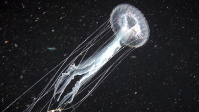 Jellyfish at night