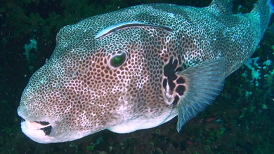 Giant puffer fish with remora