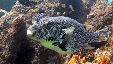 Giant puffer fish - Sulawesi