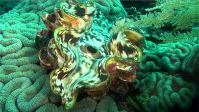 Giant clam in the reef of Tulamben