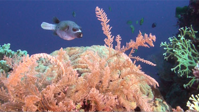 Damselfish & spotted pufferfish