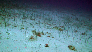 Garden-Eels very shy