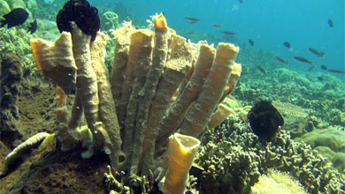 Tube sponges are really survivor