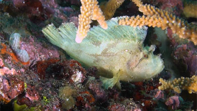 Reddish brown and white leaf fish