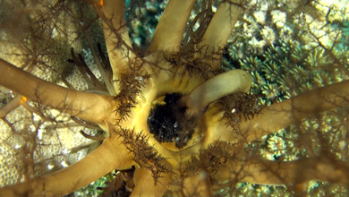 Poisonous snake sea anemone 