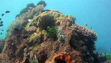 Schöne Unterwasserlandschaft von Donggala auf Sulawesi