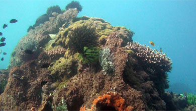 Nice dive site of Donggala/Sulawesi