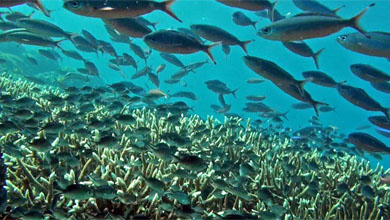 School of fish in front of Donggala
