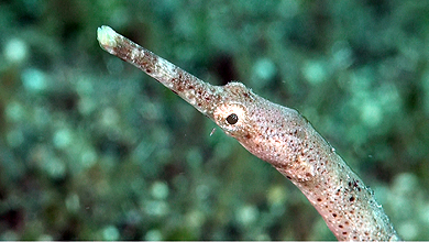 Different pipefish in the coral reef