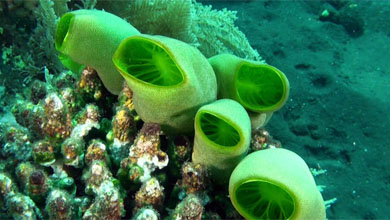 Sea squirt (Ascidiae)