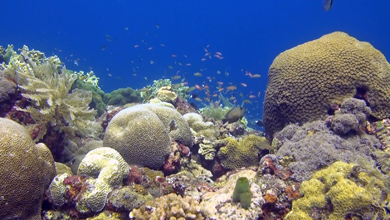 Spezial Edition Teil 5 von 5  Artenvielfalt der Riffe Indonesiens
