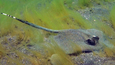 Stingray in search of food