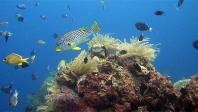 Sweelip in tropical reef