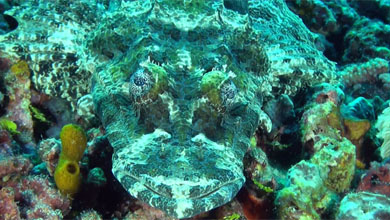 Crocodile fish in front of Pasoso