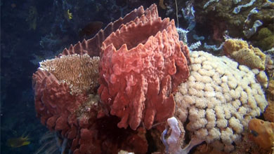 Giant sponges at Pulau Pasoso