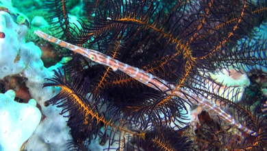 Trumpet fish - juvenile hiding in feather star