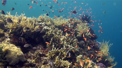 Tropische Korallenriffe für Ihr Wartezimmer-TV