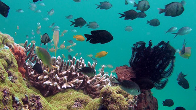 Tropical reefs of Indonesia