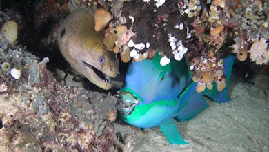Unequal Couples - moray and parrot fish at night