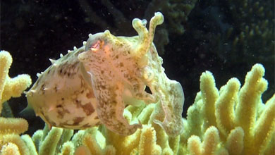 Cuttlefish, always a HIGHLIGHT in the coral reef