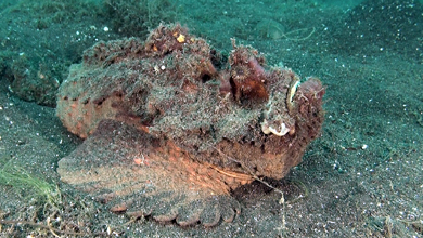 Huge warty stone fish of Lembeh